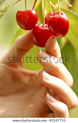 A hand picking a cherry.
