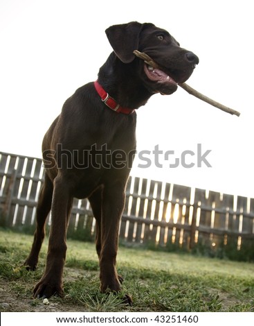A young chocolate labrador with a stick in its mouth.