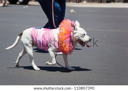 Dressed up dog at Gay Pride Parade