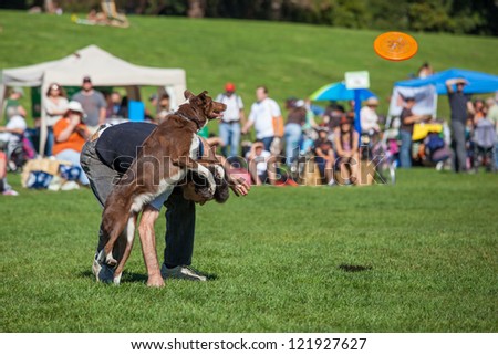 SAN FRANCISCO, CALIFORNIA - OCTOBER 28: Frisbee catching dog performs during 2012 Pet Pride Day October 28, 2012 in San Francisco, California
