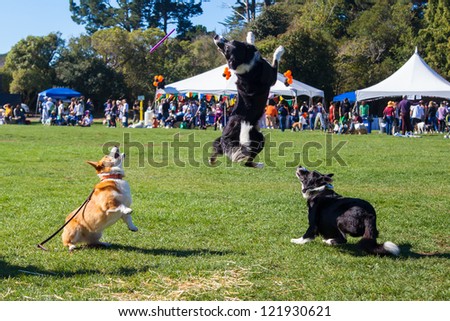 SAN FRANCISCO, CALIFORNIA - OCTOBER 28: Frisbee catching dog performs during 2012 Pet Pride Day October 28, 2012 in San Francisco, California