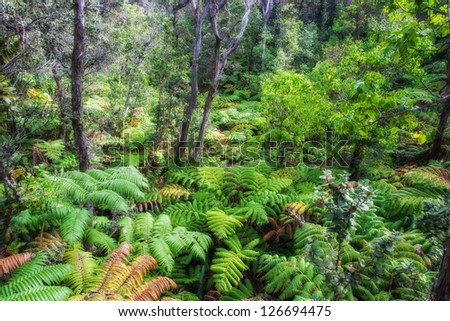 Rain forest in Hawaii Volcanoes National Park, Big Island, Hawaii