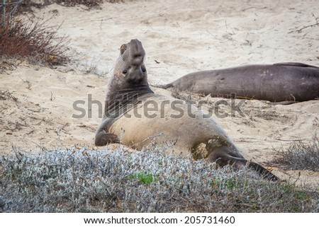 Elephant seals during mating season in Ano Nuevo State Park, California