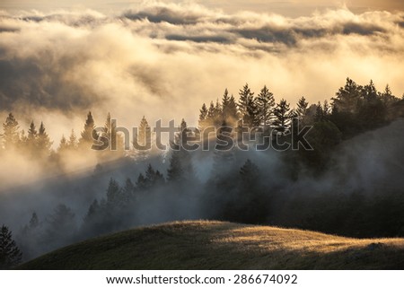 Foggy hills in Marin county, California