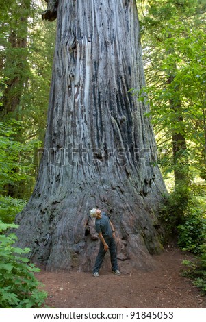 California Coastal Redwood