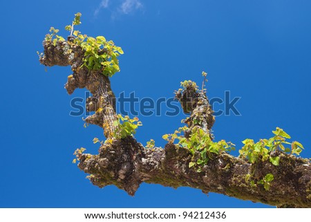 Trimmed platanus tree branch against cloudy sky