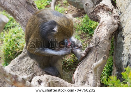 Grooming mandrill sitting on a tree