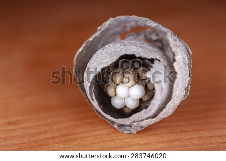 wasp larvae in the nest