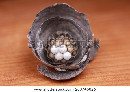 wasp larvae in the nest