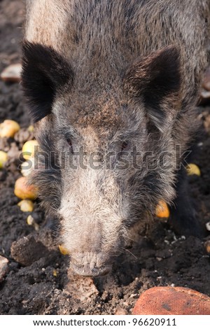 wild hog is eating