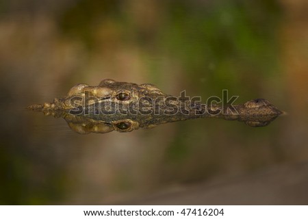 Nile Crocodile submersed under water only the face above water and reflection