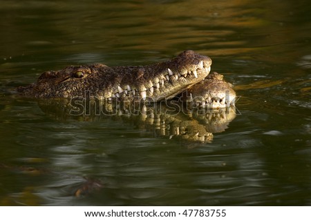 Two Nile Crocodiles under water only faces above wate, seemingly loving pose