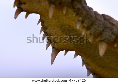The Inside of a Nile Crocodile's mouth with teeth against a blue sky