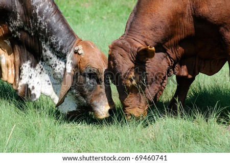 Brahma Bull