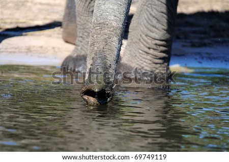 Elephants feet in water