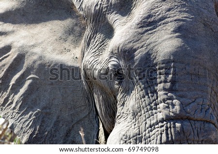 Elephants face