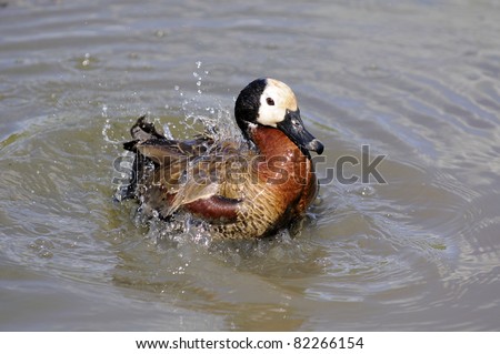 A white faced duck in water