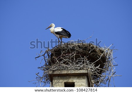white stork in bird nest on roof