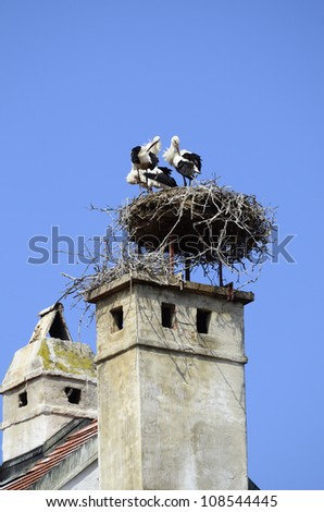 white storks in bird nest on roof in the village of Rust, Austria
