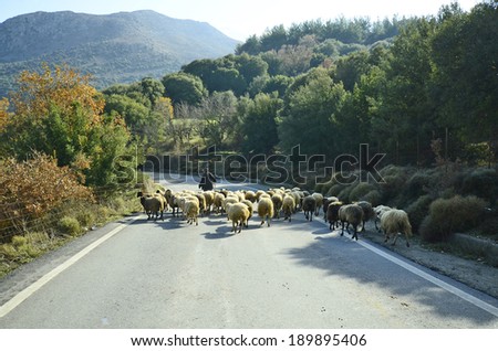 Greece, Crete, shepherd with flock of sheeps on a road in Lassithi