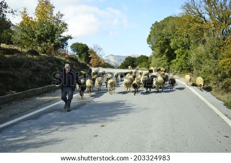 LASSITHI, GREECE - DECEMBER 26: Unidentified shepherd with flock of sheep on a mountain road in Crete, on December 26, 2013 in Lassithi, Greece