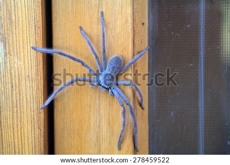 Australia, kind of huntsman spider