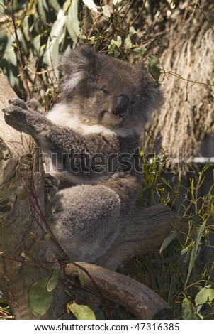 Koala in Gum Tree on Kangaroo Island