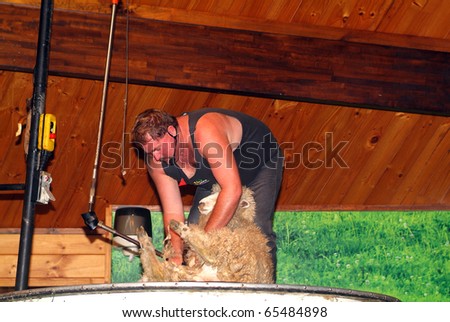 SOUTH ISLAND, NEW ZEALAND - MARCH 11: sheep shearing exhibition in agrodome on March 11, 2005 in Agrodome, New Zealand