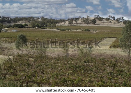 wine factory in Barossa Valley in South Australia