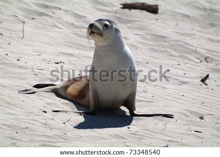 Australian Sea Lion on Kangaroo Island