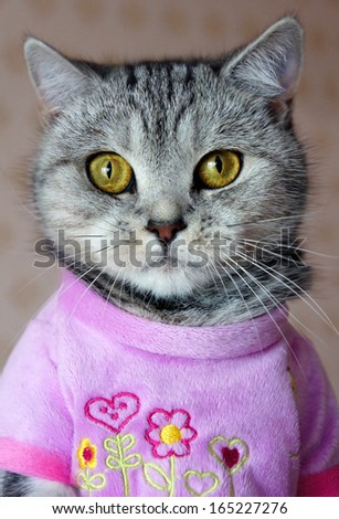 Portrait british cat dressed in pink jersey