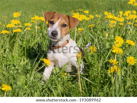 Cute beagle puppy on blooming dandelion meadow. Dog in flower field