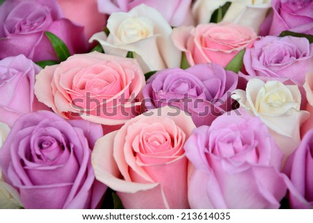 Pink and white roses background, shallow depth of field