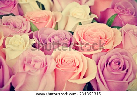Pink and white roses background, shallow depth of field. Retro vintage instagram filter