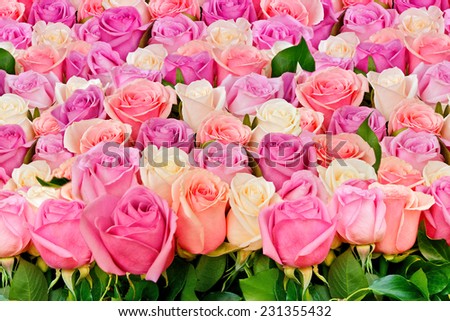 Pink and white natural roses flowers background, soft focus