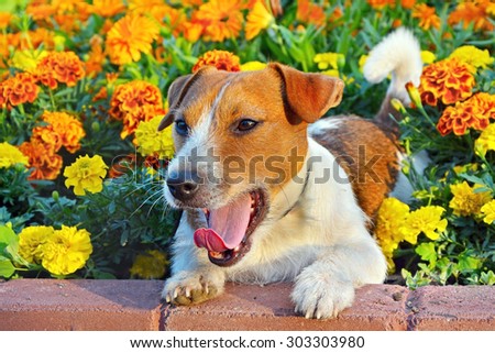 Funny jack russell terrier. Dog in a flowerbed with bright yellow marigolds flowers sunny summer day