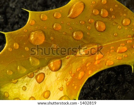 Raindrops on a holly leaf