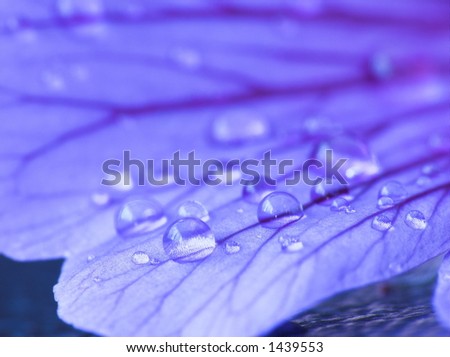 Raindrops on a blue petal