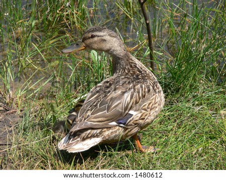 A duck turning back in the grass