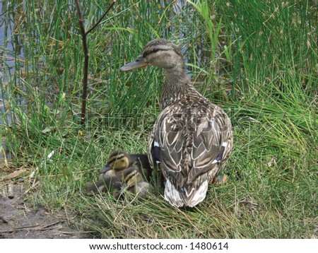 Duck mother and duckling
