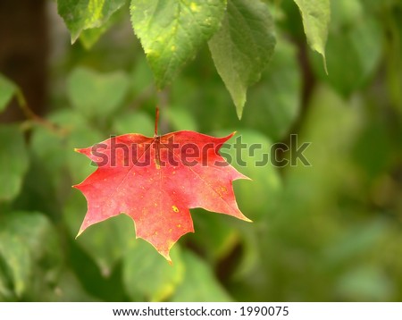 Red maple leaf falling down