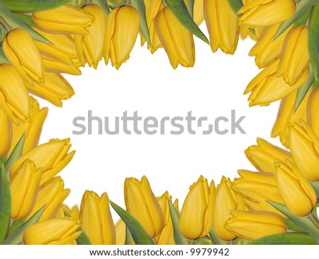 Tulips Frame