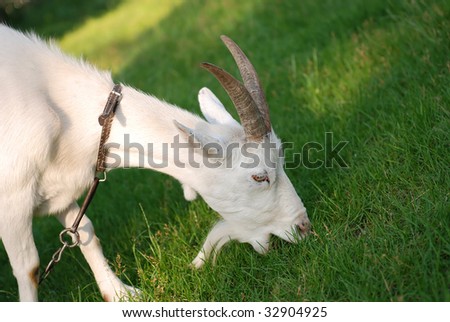 goats grass
