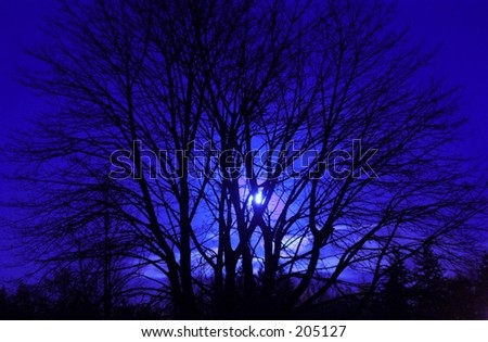 A Big Leaf Maple Tree in winter viewed as a silhouette by the moon\'s illumination.
