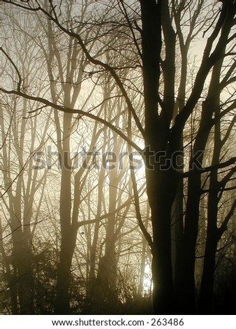 A view of bare trees lit by morning light shone through a misty fog.