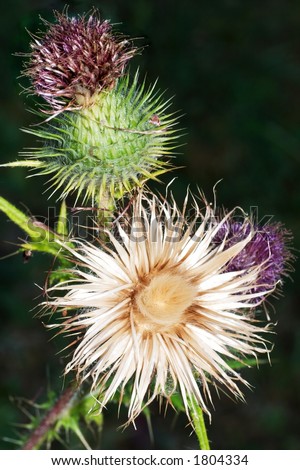 Closeup of a thistle isolated by a dark background.