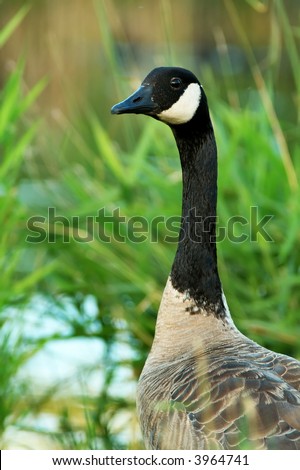 This Canada Goose was kind enough to pose for a portrait.