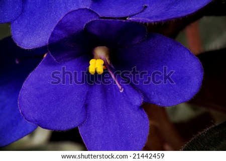 A bright and colorful close view of the flower from an beautiful African Violet (Saintpaulia ionantha, which means \