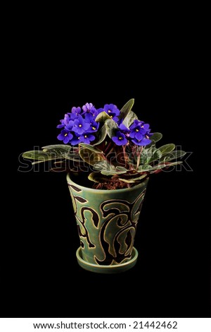 A beautiful potted African Violet (Saintpaulia ionantha, which means \