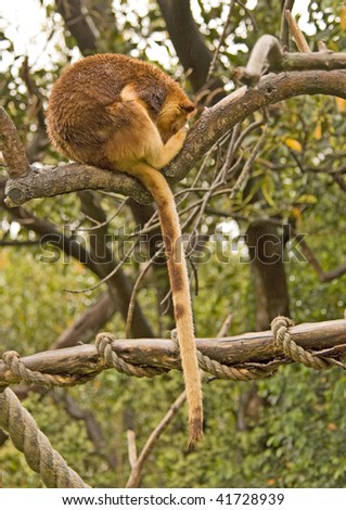Tree Kangaroo Sleeping